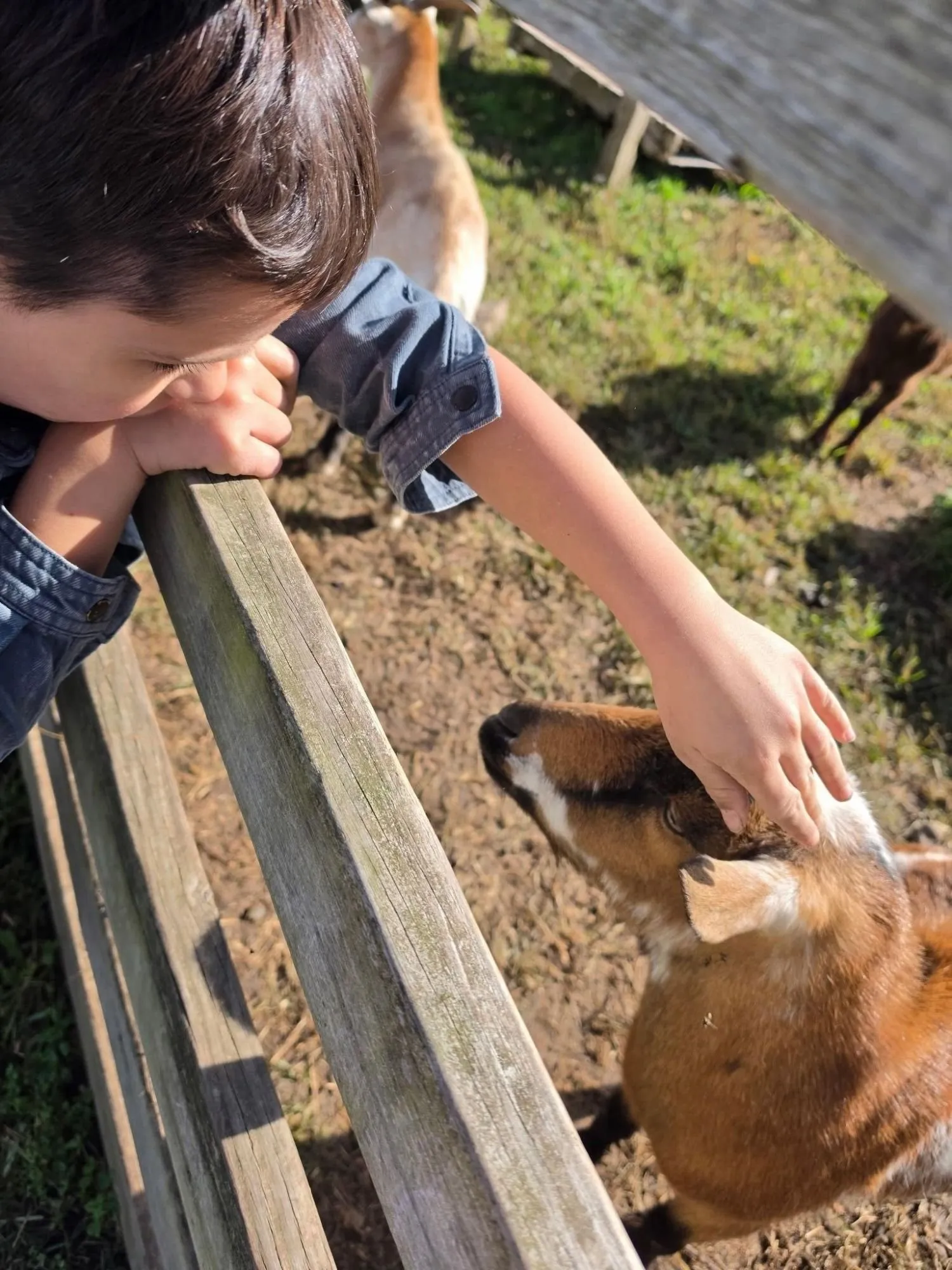 Remy leaning over a wooden fence to pet a brown and white goat at Mazezilla