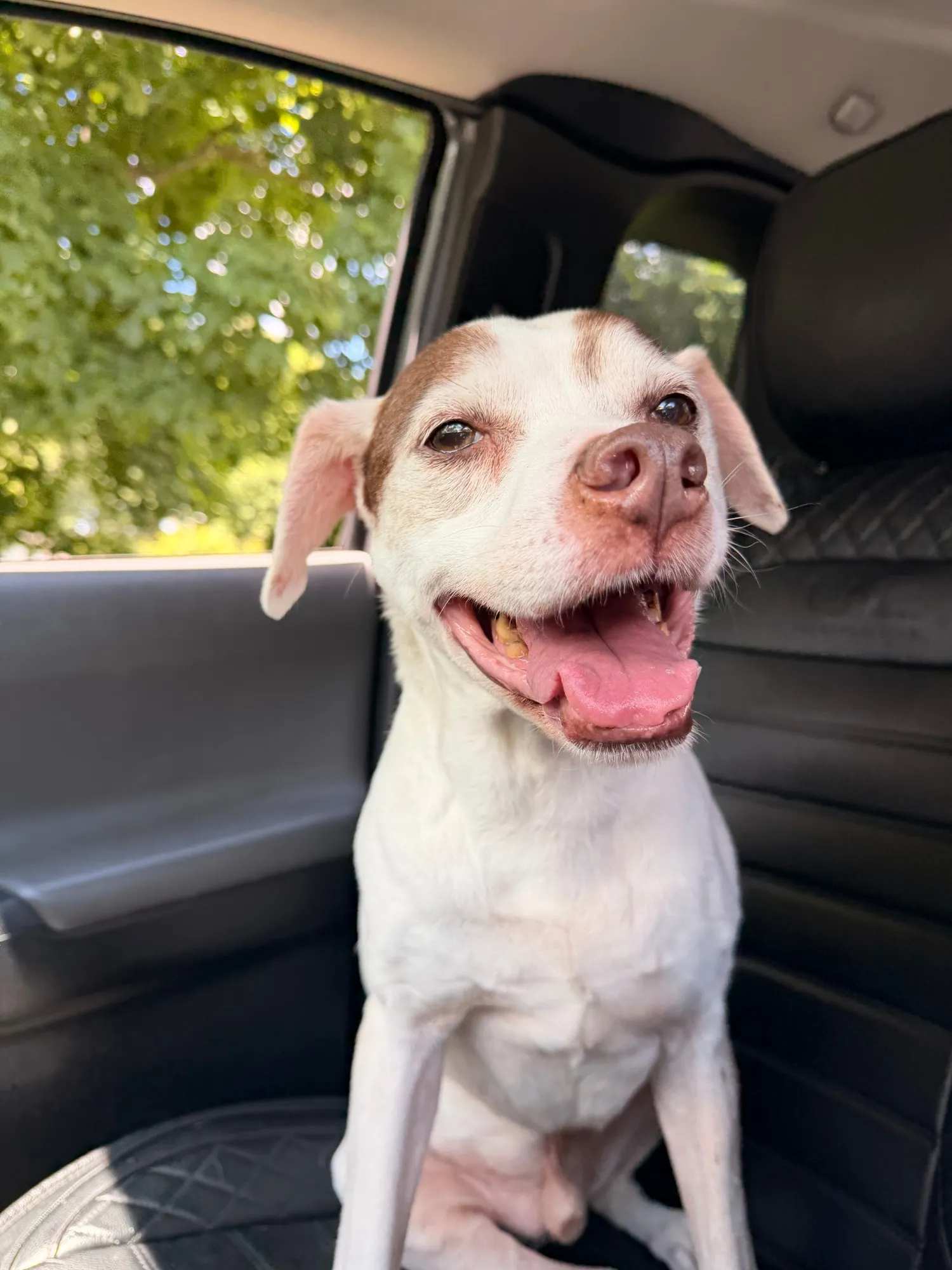 Pete, a white and brown dog, grinning with his tongue out in the back seat of a car